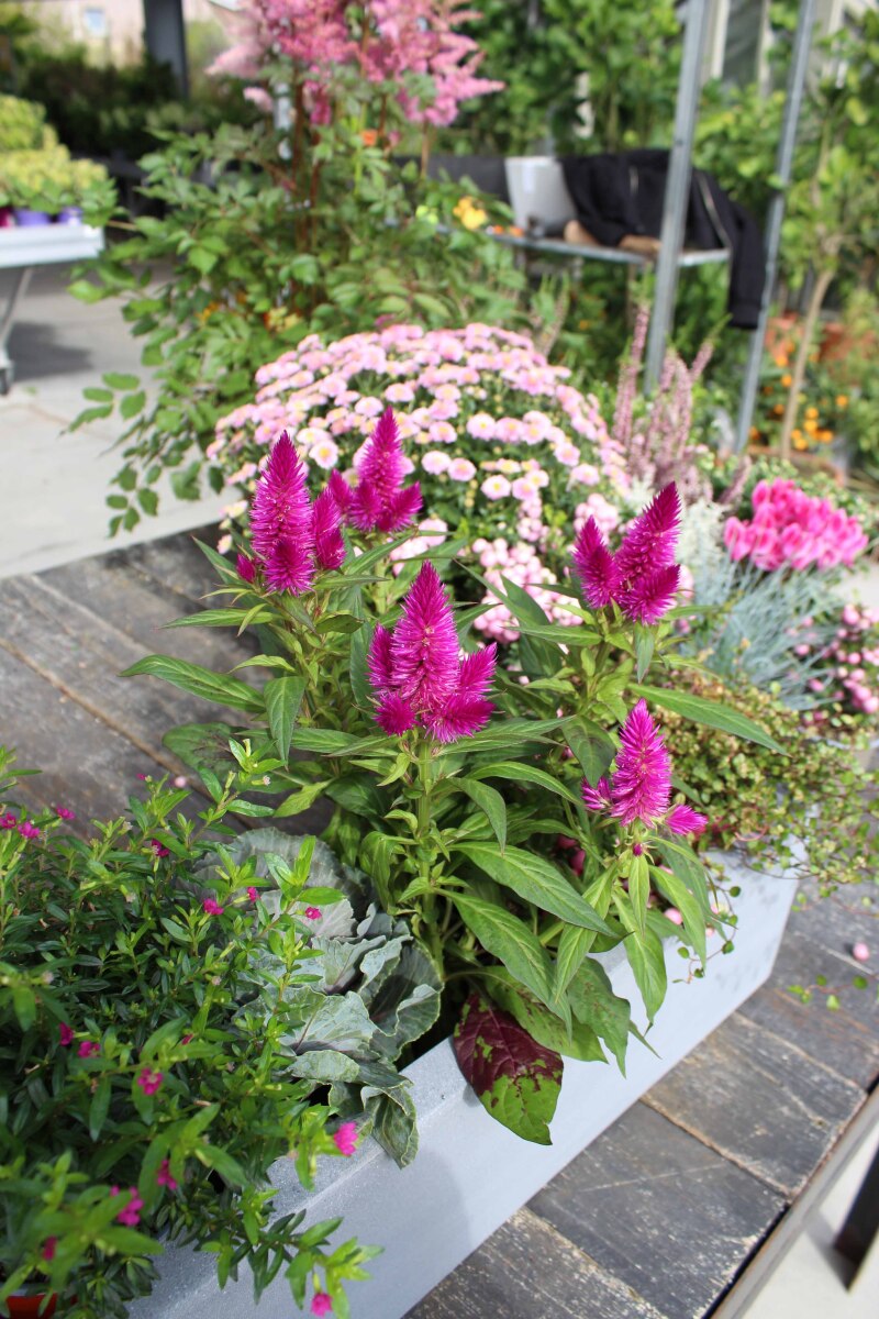 Zo maak je een romantisch herfstbloembakje