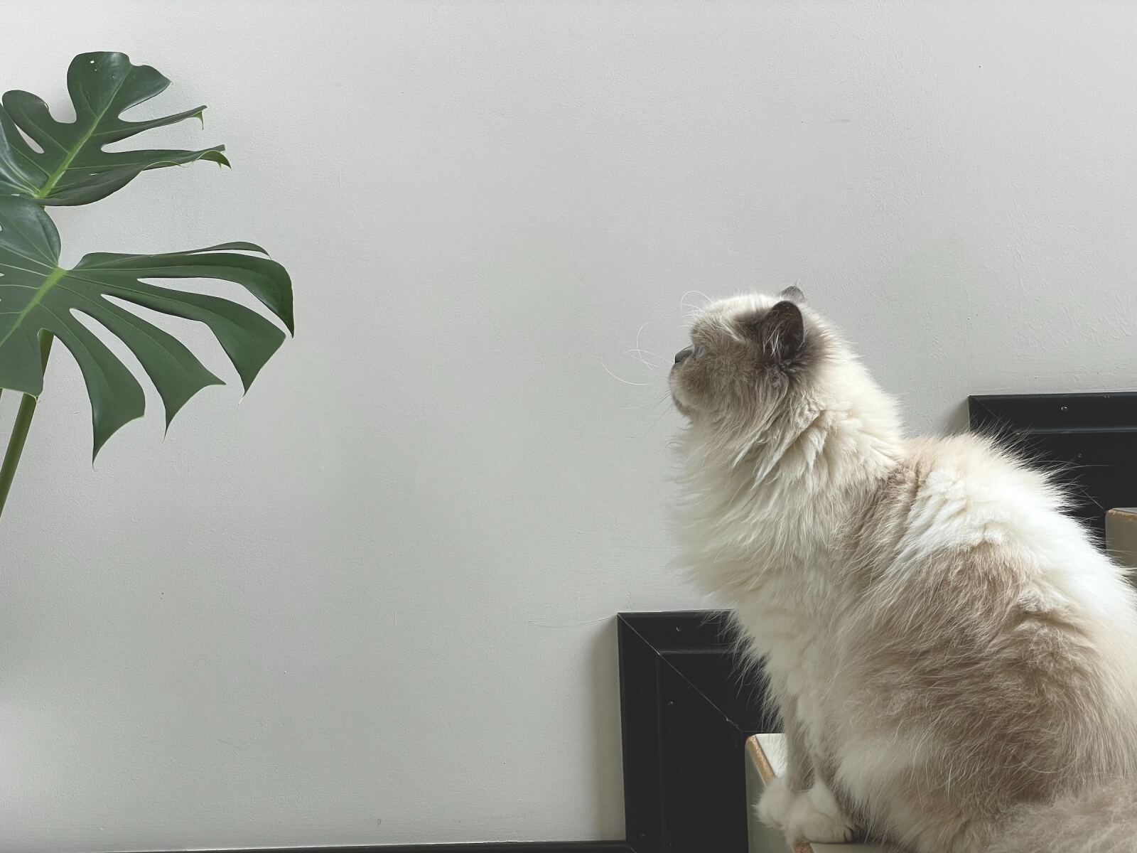 Cat-lovers met groene vingers: do's & don'ts
