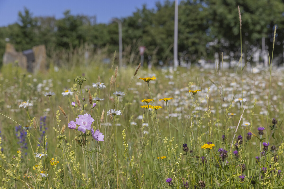 De inheemse zaden van kwekerij Cruydt-Hoeck 
