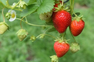 Hoe plant je aardbeienplantjes?
